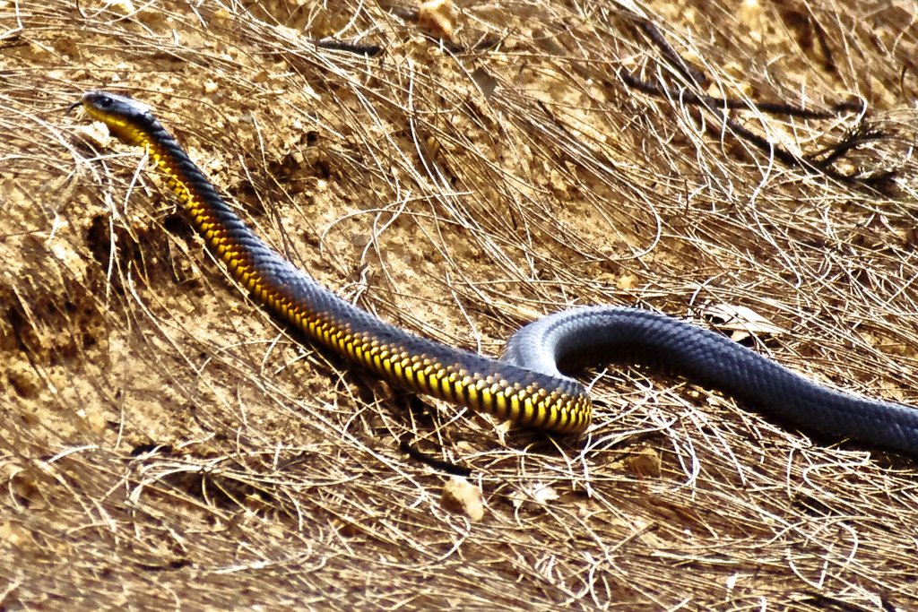 Wildlife of the World Tiger Snakes Facts and Images