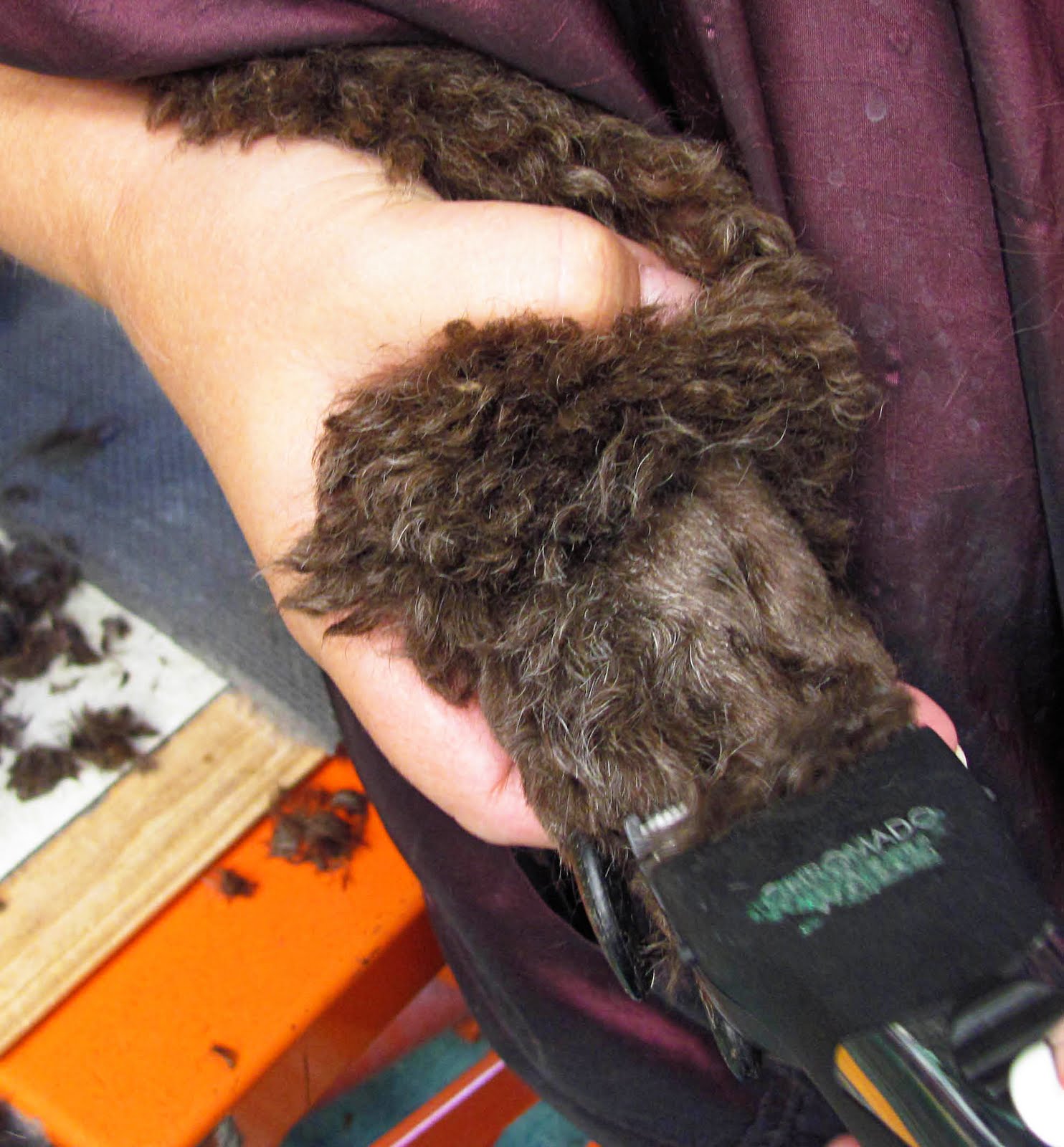 Pet Grooming The Good, The Bad, & The Furry Shaving Poodle Feet