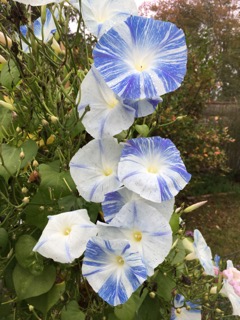 Self sown Morning Glories