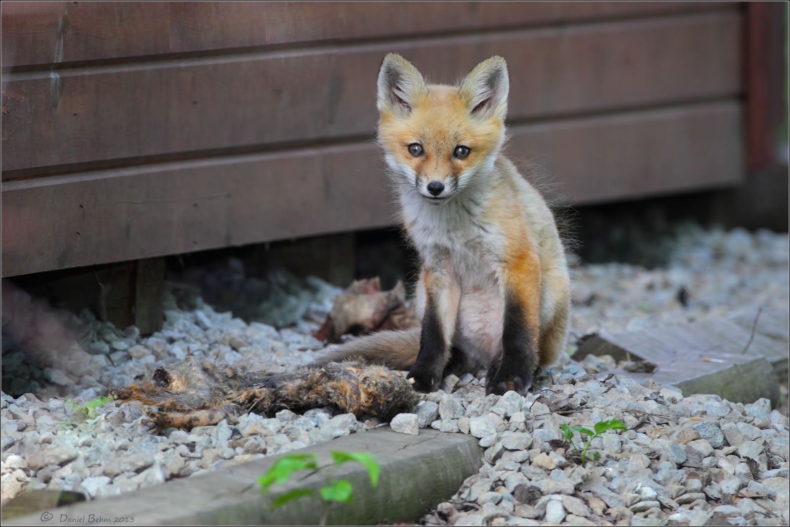 Daniel Behm Photography Fox Den in Suburbia