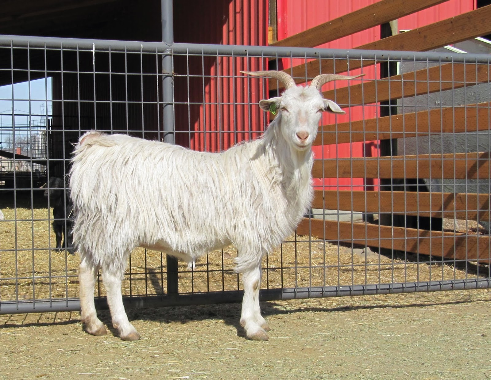 LIBERTY FARM CASHMERE GOATS CASHMERE GOATS FOR SALE