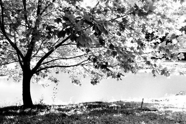 Árvore, folhas e sombra - Tree leaves and shade