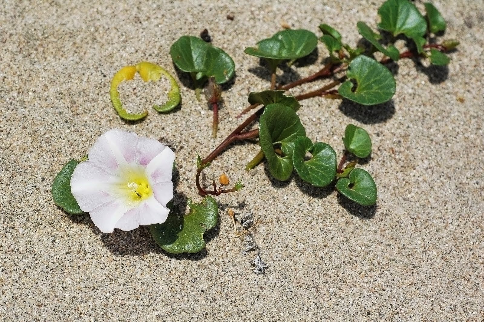 Beach Morning Glory Calystegia soldanella 6083