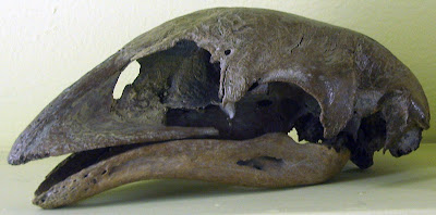 Dinornis skull