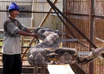 Liberated Minds: World's Largest Reticulated Python Snake, Indonesia Liberated Minds: World's Largest Reticulated Python Snake, Indonesia
