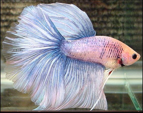 yanx berwarna ikan hias cupang dan cara meliharanya yanx berwarna ikan hias cupang dan cara meliharanya