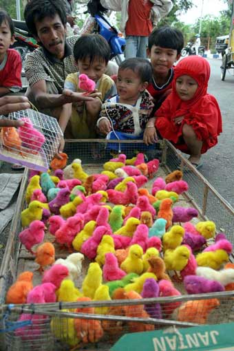 Anak ayam warna-warni