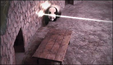animal gifs, baby panda rolling