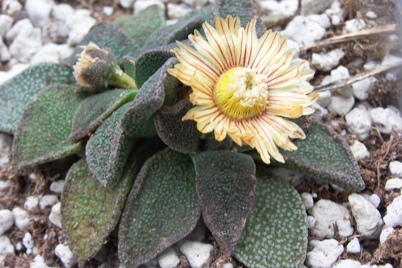 Oregon Cactus Blog Aloinopsis rubrolineata