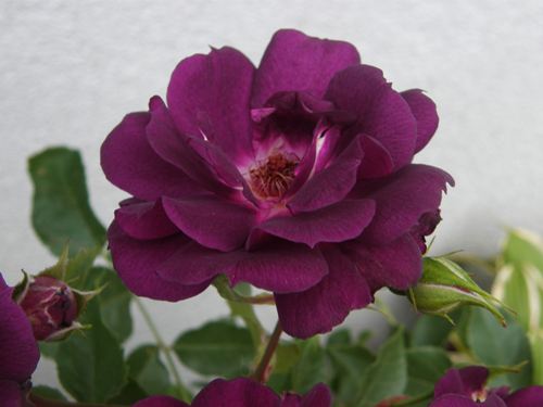 Friedas Garten Und Landleben Juni 2013