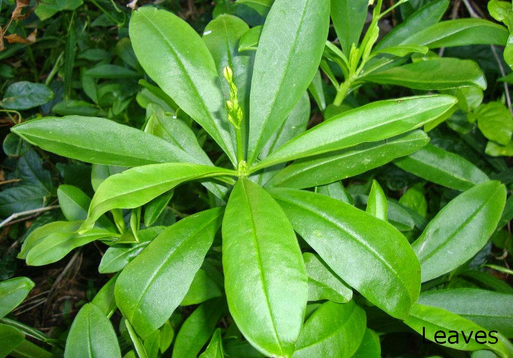 Herbal plants Sri Lanka Gasnivithi/Talinum fruticosum