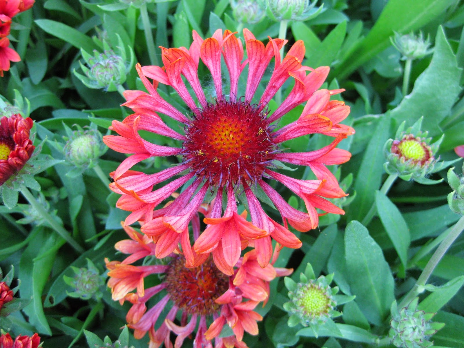 Rotary Botanical Gardens Hort Blog Blanket Flowers Galore!