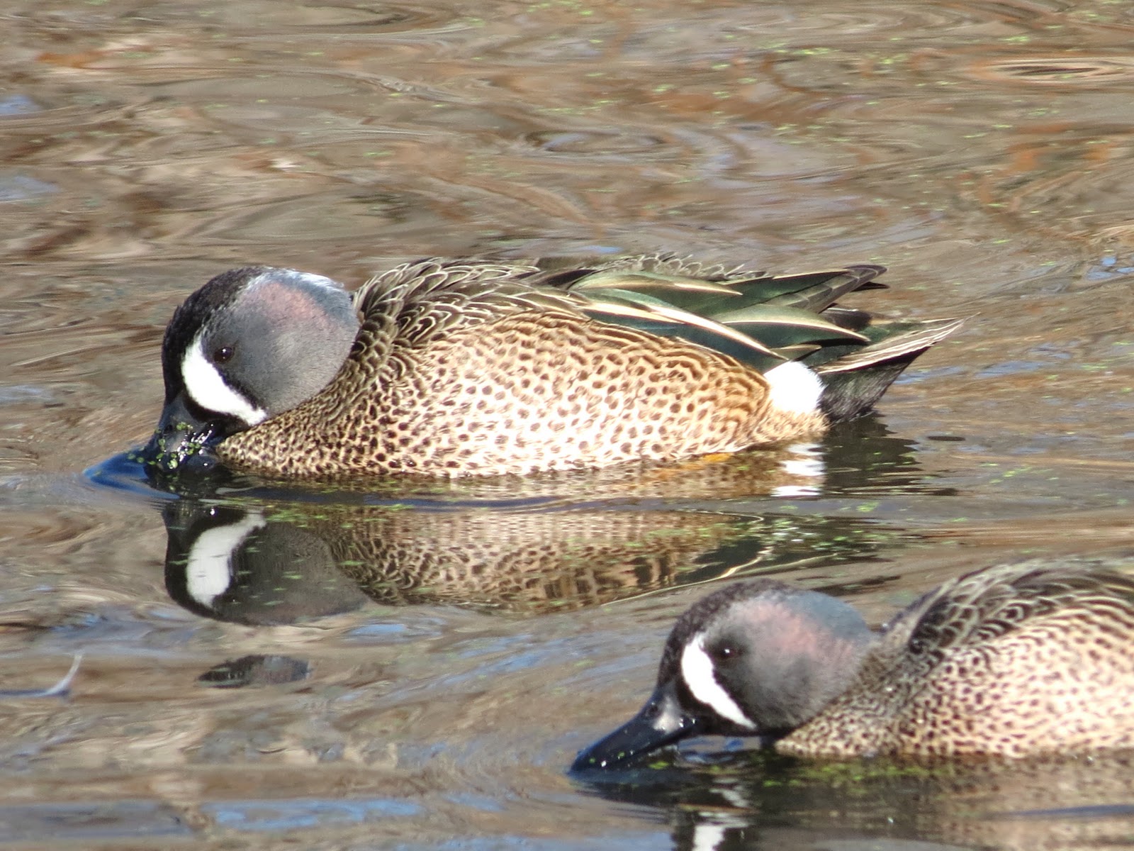 Blue Wing Teal Sound atelieryuwa.ciao.jp