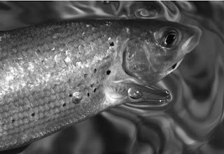 Small Grayling River, Irfon, Builth Wells, Fly Fishing, Grayling