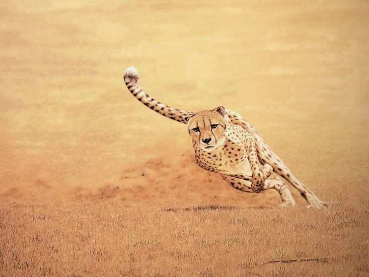 Cheetah  Cheetah Hewan Paling Cepat Di Darat