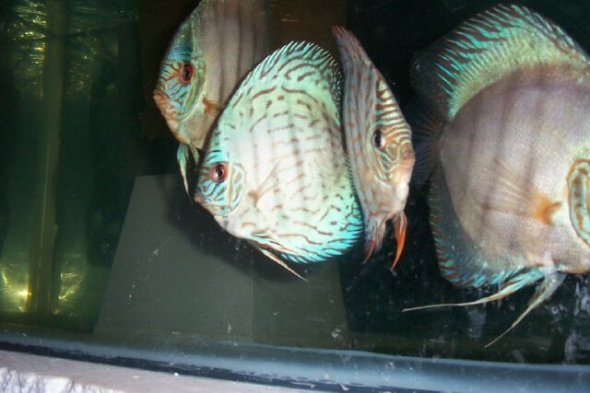 freshwater discus freshwater discus
