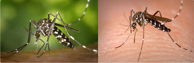 Aedes mosquito (Asian Tiger Mosquito