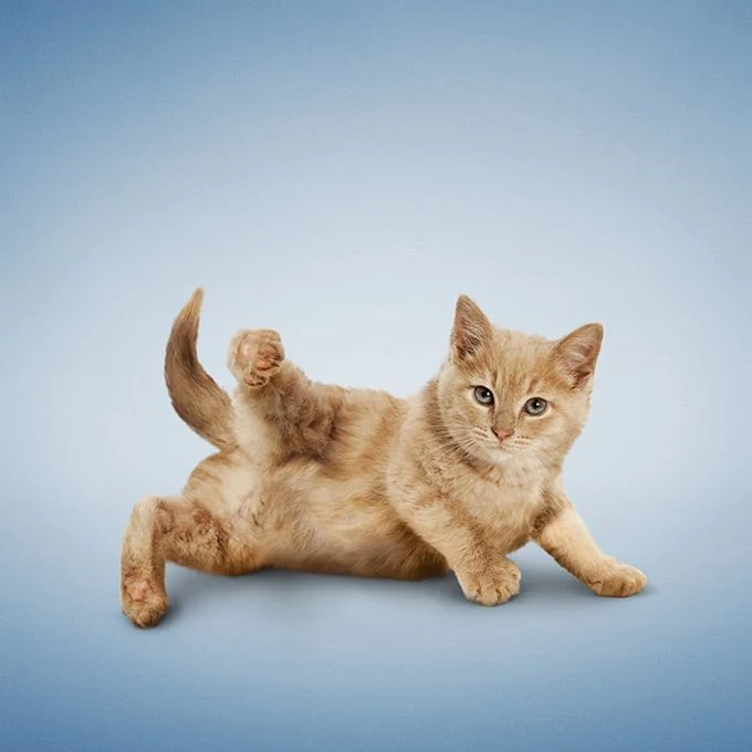 Dan Borris | Professional photographer | Yoga Dogs and Kittens