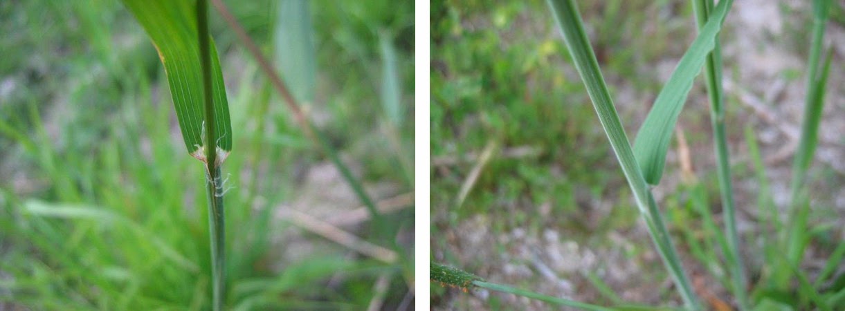 Les 32 Meilleures Images De Bouquet Cap En 2020 Fleuriste