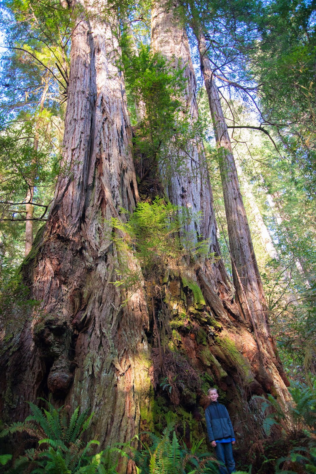 Jedediah Smith Redwoods State Park lightinleaves