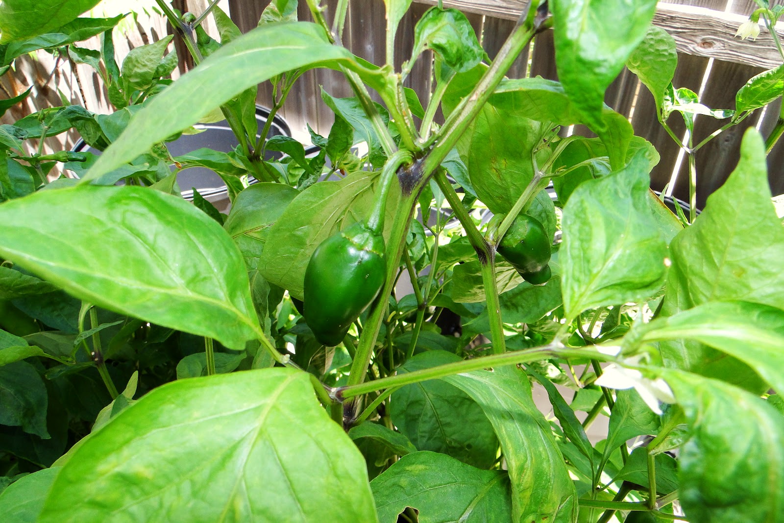 pepper farm
