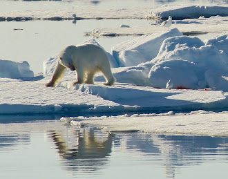 An Ice Bear - on his way to an apres dinner snooze