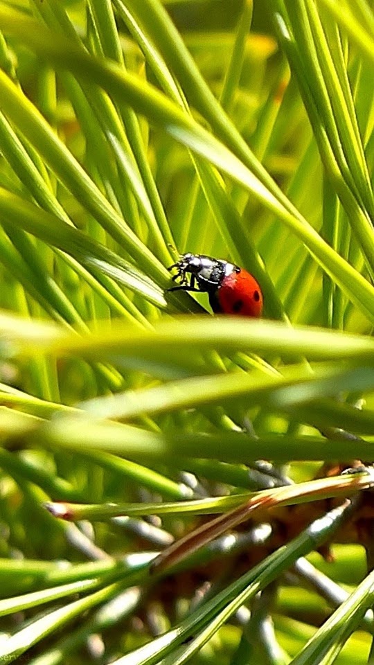 Macro Ladybug Green Grass Android Wallpaper