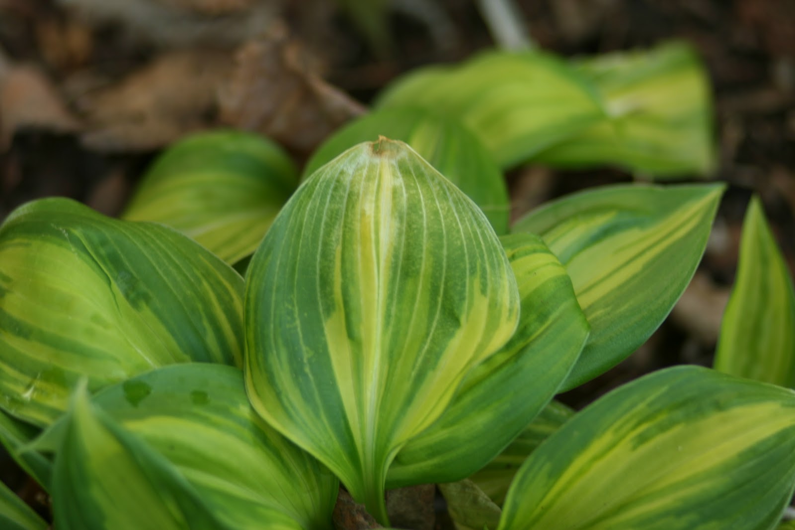 Cheesehead Gardening Frost Damage on Hostas