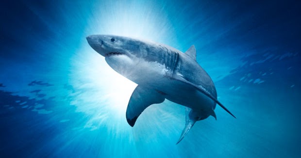 New England Aquarium News and Updates See supersized