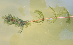 Myriophyllum spicatum – Wywłócznik kłosowy