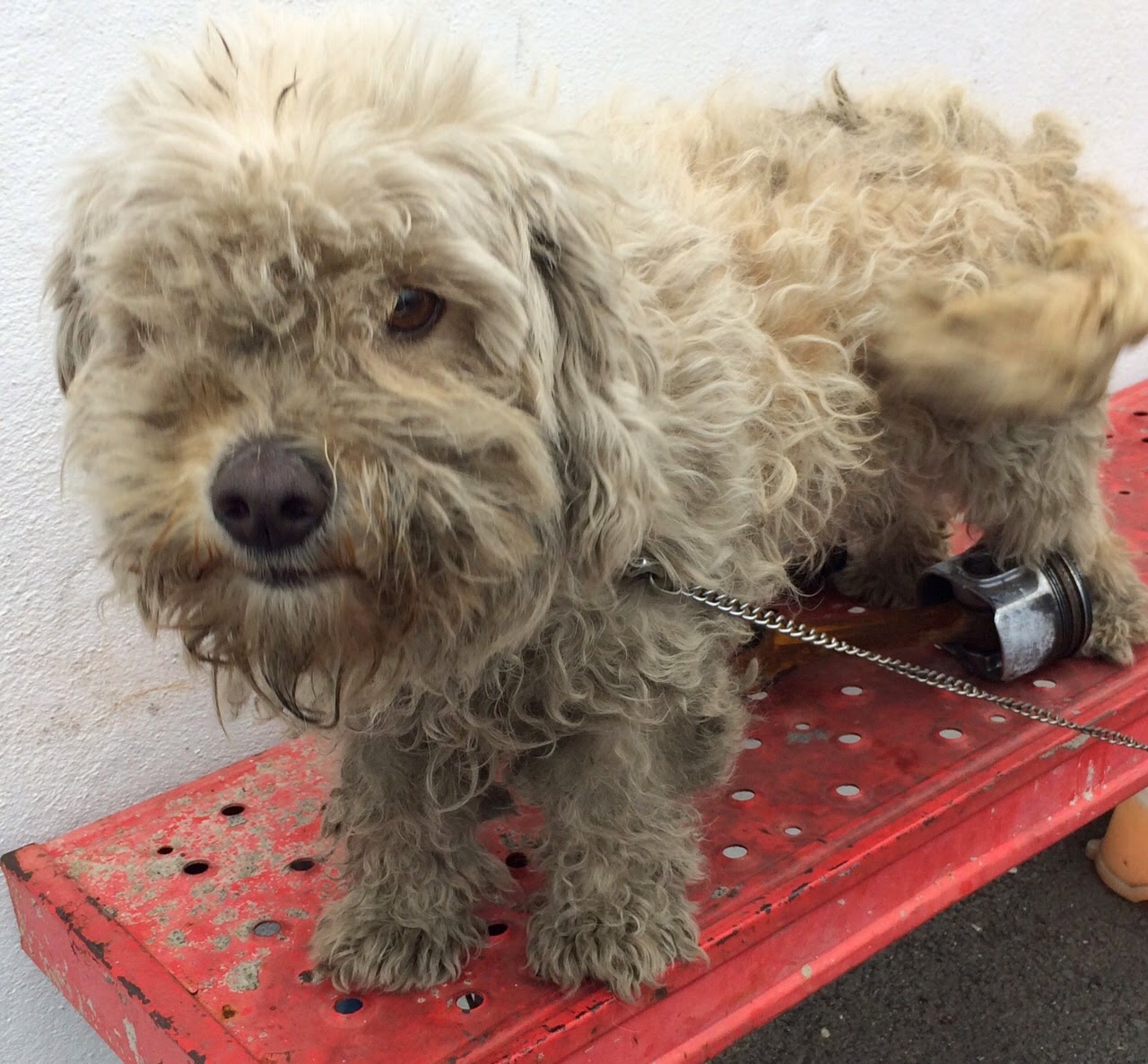 Lebensretter für Hunde aus Tötungsstation gesucht! Kleine Hunde