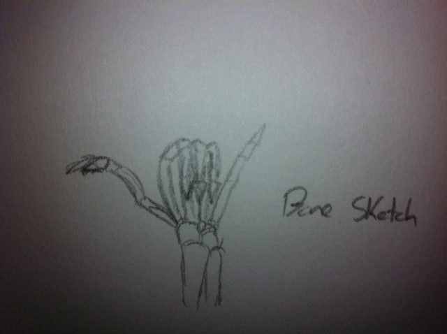 Bone Sketches