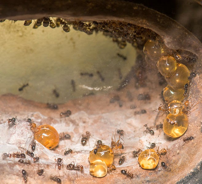 15 Edible Insects and How They Taste Like DayumNews