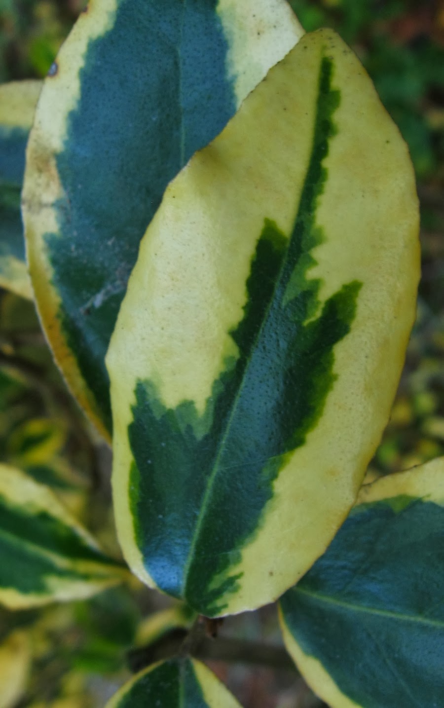 Elaeagnus Stock Photos Elaeagnus Stock Images Alamy