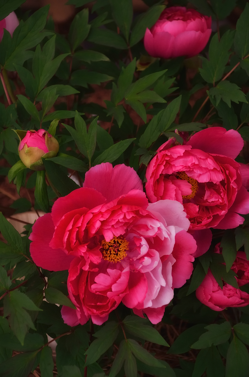 top 28 peony winter care peonies peonies peonies peony fall care herbaceous winter care of top 28 peony winter care peonies peonies peonies peony fall care herbaceous winter care of