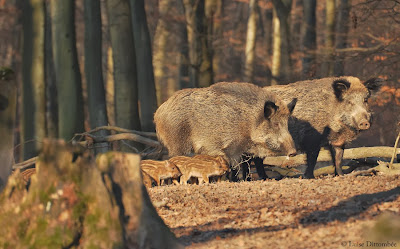 Wildschwein-Nachwuchs: Jagd ist kontraproduktiv