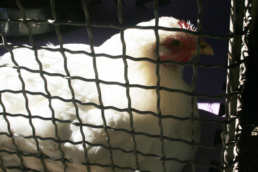 the natural chicken Lameness in meat hybrids