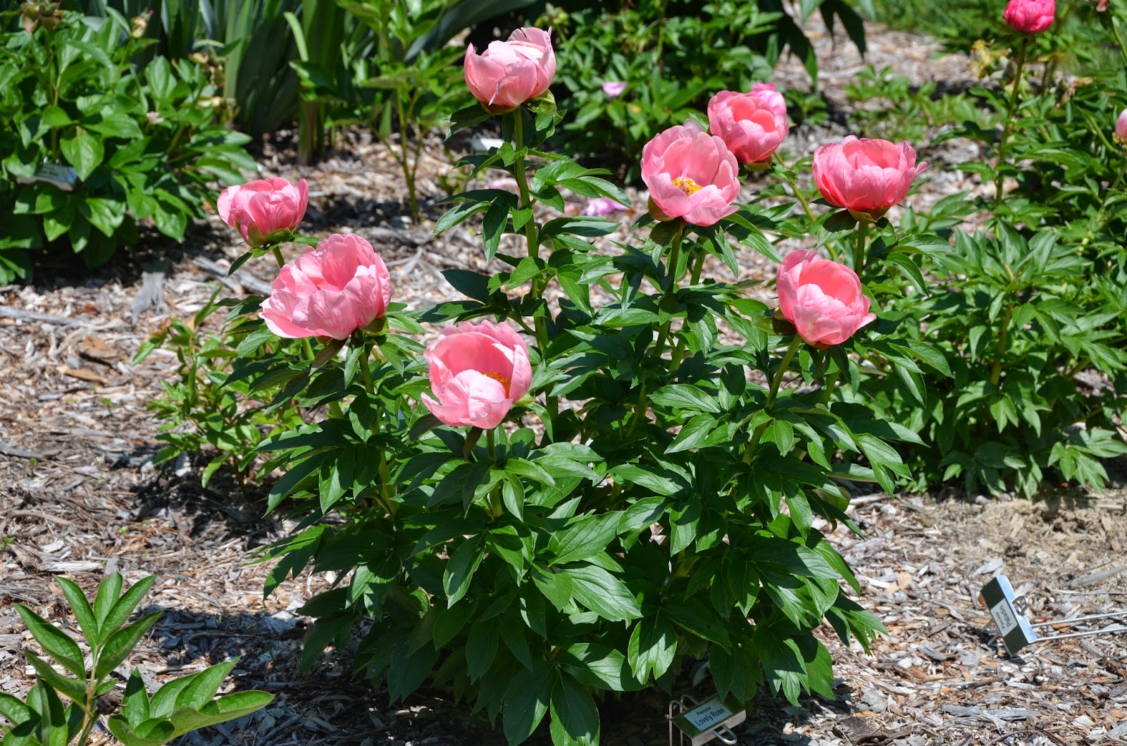 Southern Peony: 2014 Peony 'Lovely Rose' Best Performer - Week 3