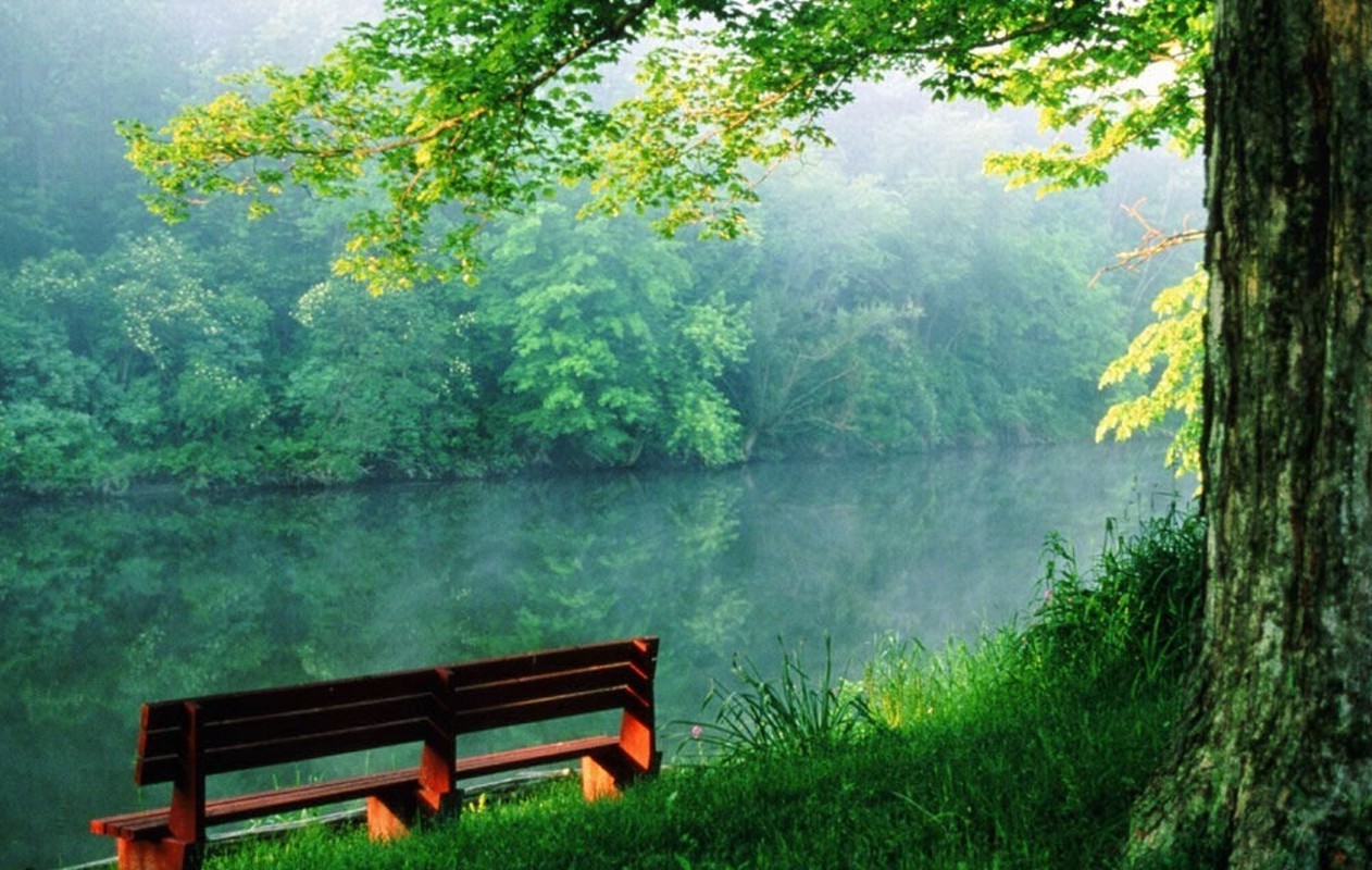 free nature wallpaper space and the wood