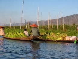 Myanmar Farmer