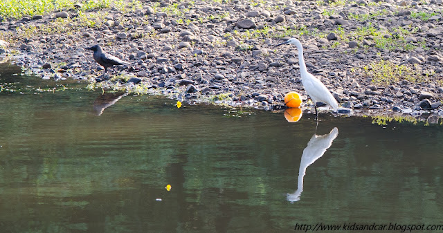A Crow and Egret birds drinking water from pond