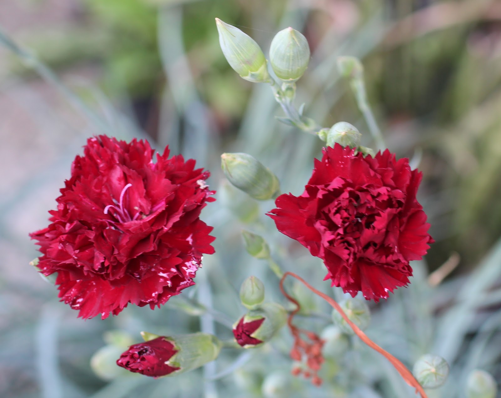 Florez Nursery Carnation 'King of the Blacks'