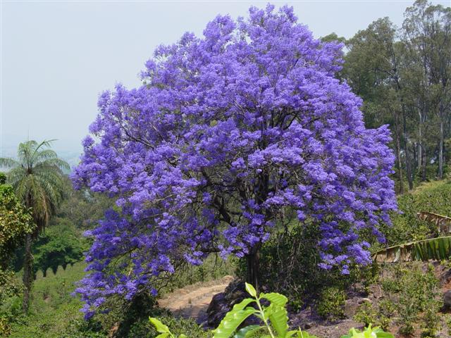 ipe de jardim altura:21 DE SETEMBRO – Importância, tipos, árvores brasileiras, riscos de ipe de jardim altura:21 DE SETEMBRO – Importância, tipos, árvores brasileiras, riscos de