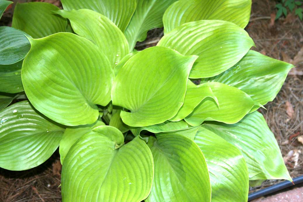 Can A Dog Eat Hostas Can A Dog Eat Hostas