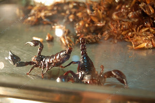 Scorpioni arrosto al mercato notturno di Phitsanulok - Thailandia - Roasted Scorpions at Night Market in Phitsanulok - Thailand