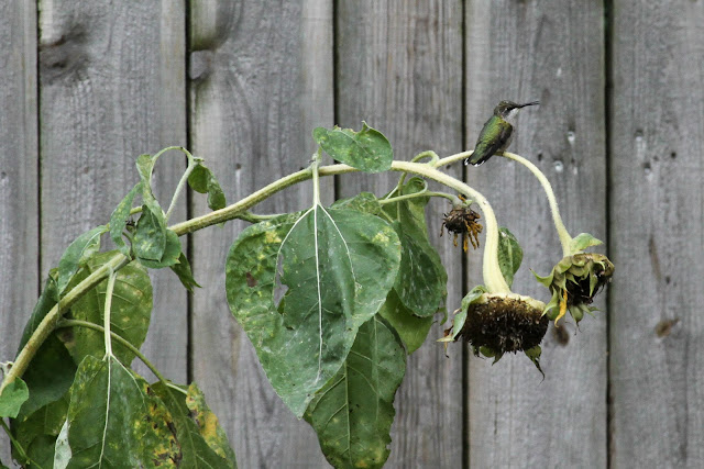 ruby throated hummingbird, sunflowers, garden, autumn, Anne Butera, My Giant Strawberry