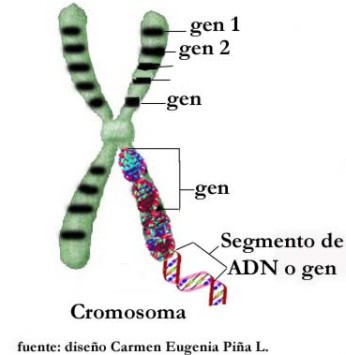 humanos con 3 cadenas de adn quot tareas personales quot unidad iii organizaci 211 n del material humanos con 3 cadenas de adn quot tareas personales quot unidad iii organizaci 211 n del material