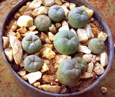 Peyote Peyote