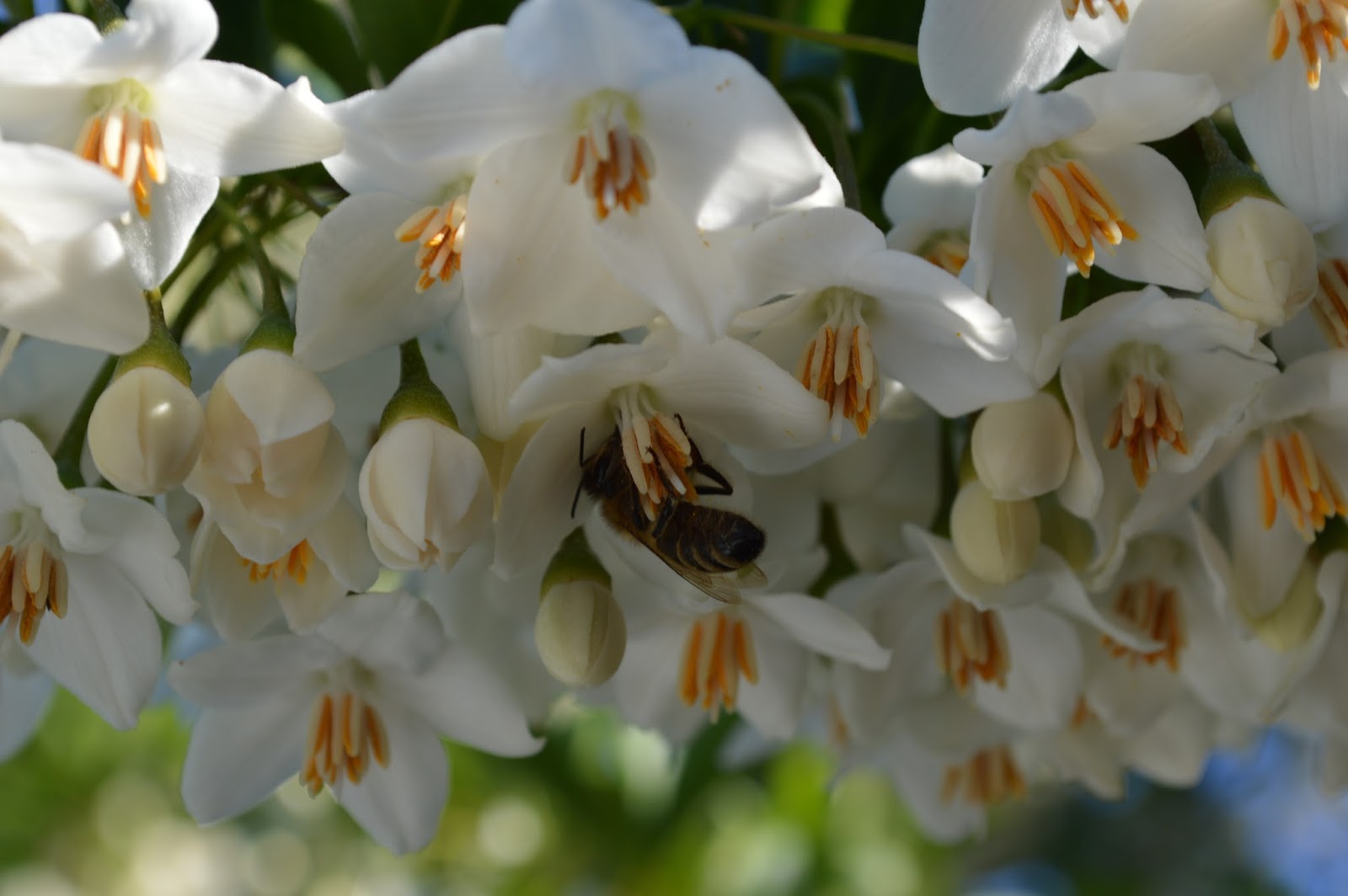 Phoenix Daily Photo Guaycan Shrub