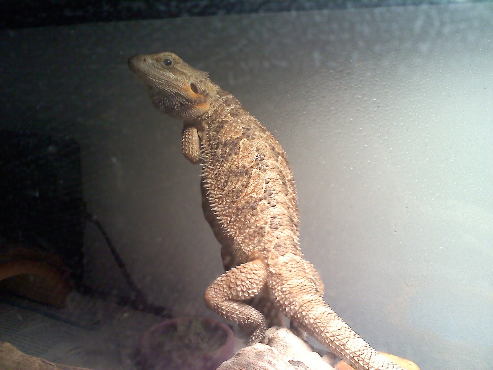 bearded-dragon-coloring-page-9.jpg bearded-dragon-coloring-page-9.jpg